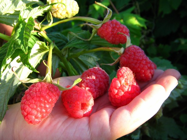 Les meilleures variétés de framboises - descriptions, plantation et soins, photo