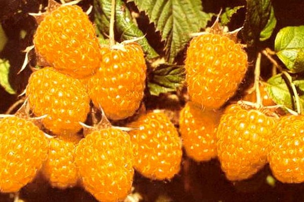 Les meilleures variétés de framboises - descriptions, plantation et soins, photo