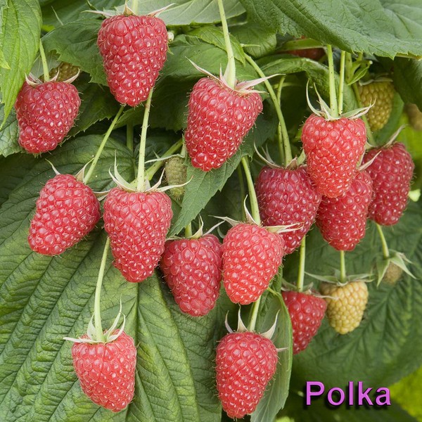 Les meilleures variétés de framboises - descriptions, plantation et soins, photo