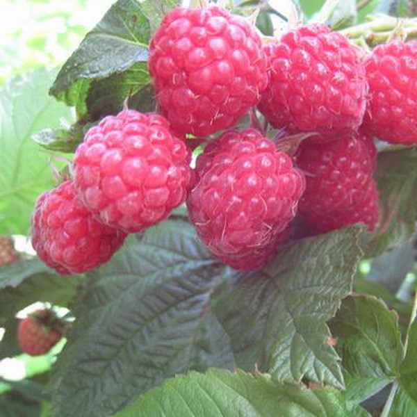 Les meilleures variétés de framboises - descriptions, plantation et soins, photo