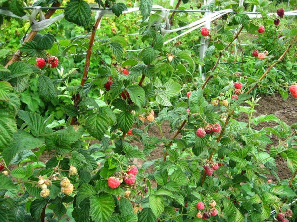 Les meilleures variétés de framboises - descriptions, plantation et soins, photo
