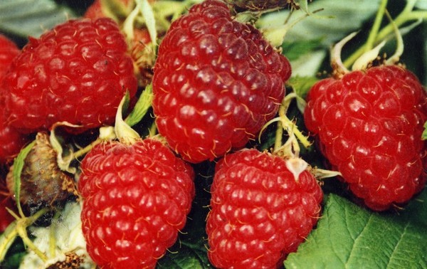 Les meilleures variétés de framboises - descriptions, plantation et soins, photo