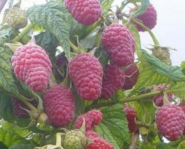 Les meilleures variétés de framboises - descriptions, plantation et soins, photo