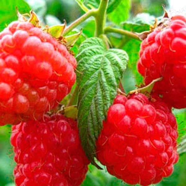 Les meilleures variétés de framboises - descriptions, plantation et soins, photo