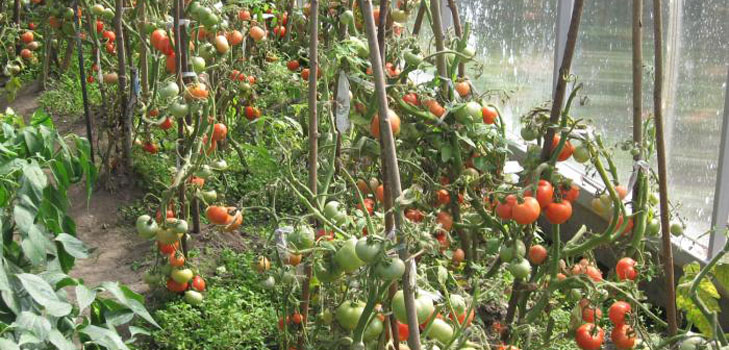 Les meilleures variétés de tomates pour les serres