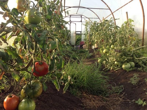 Les meilleures variétés de tomates pour les serres