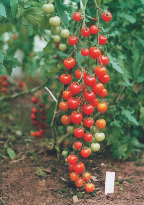 Les meilleures variétés de tomates pour les serres