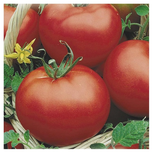 Les meilleures variétés de tomates pour les serres