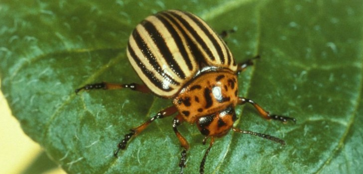 Envahisseur d'outre-mer: méthodes efficaces de lutte contre le doryphore de la pomme de terre