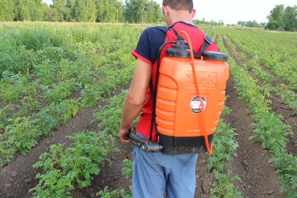 Envahisseur d'outre-mer: méthodes efficaces de lutte contre le doryphore de la pomme de terre