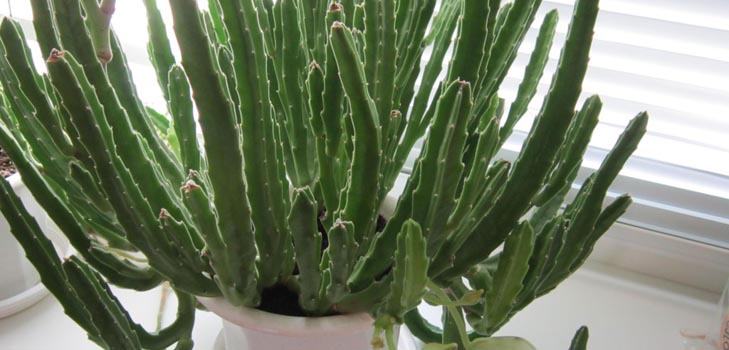 Stapelia: soin approprié à la maison, belles photos de fleurs