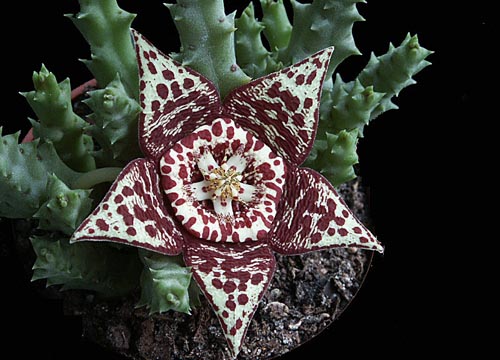 Stapelia: photo et soin à la maison
