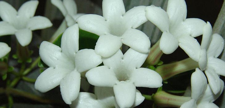 Stephanotis: soin et photo