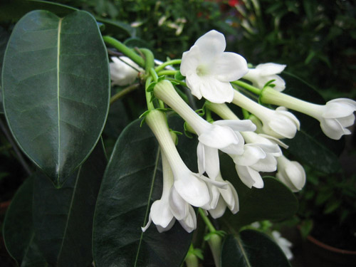 Comment prendre soin des stephanotis de Floribunda