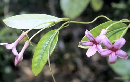 Transplantation de jasmin de Madagascar