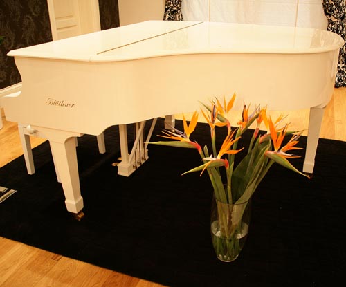 Soins de strelitzia