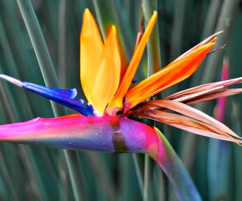 Strelitzia: photo et soin à la maison