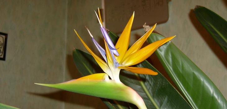 Strelitzia royal: photo et soins à domicile