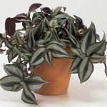 Tradescantia: description et soin Tradescantia: description et soin