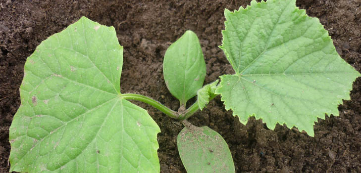 Engrais pour concombres: types et méthodes de fertilisation