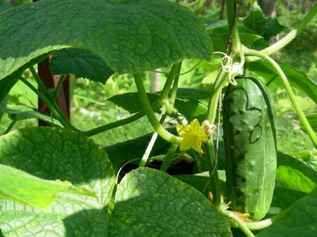 Engrais pour concombres: types et méthodes de fertilisation