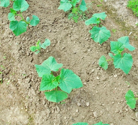 Engrais pour concombres: types et méthodes de fertilisation