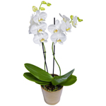 Orchidée