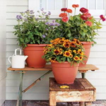 Soin des plantes dans des conteneurs