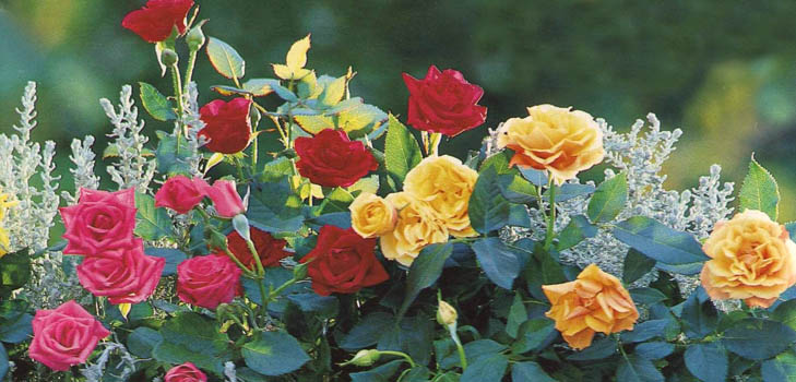 Prendre soin des roses après l'hiver Prendre soin des roses après l'hiver