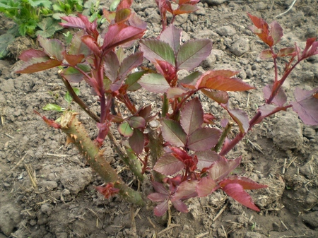 Prendre soin des roses après l'hiver Prendre soin des roses après l'hiver