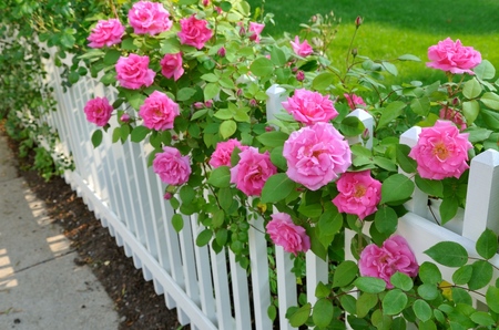 Prendre soin des roses après l'hiver Prendre soin des roses après l'hiver