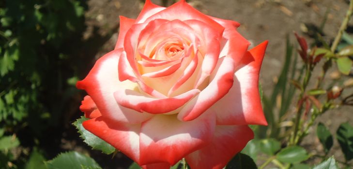 Comment bien prendre soin des roses de jardin