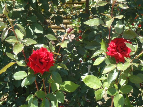 Comment bien prendre soin des roses de jardin