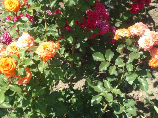 Comment bien prendre soin des roses de jardin