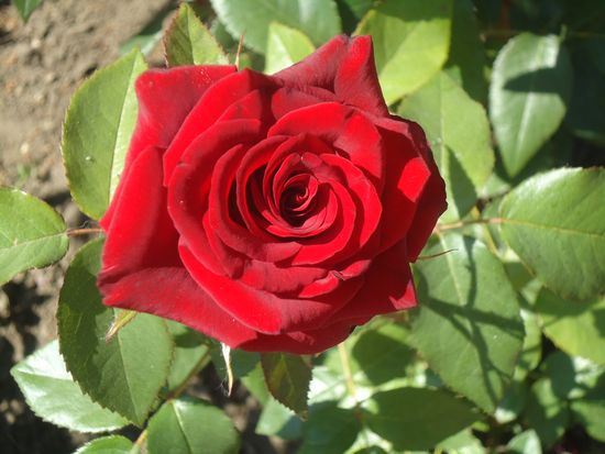 Comment bien prendre soin des roses de jardin
