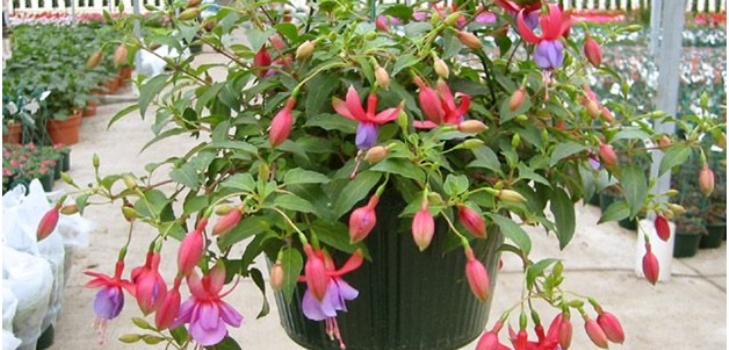 fleur fuchsia