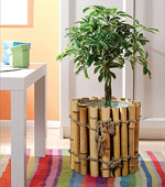 Sélection de plantes d'intérieur Sélection de plantes d'intérieur