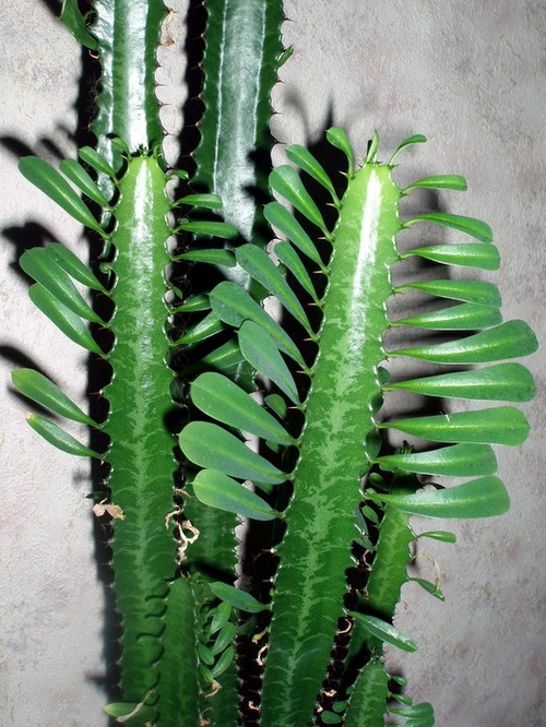 Types de cactus: quels sont les noms des cactus domestiques?