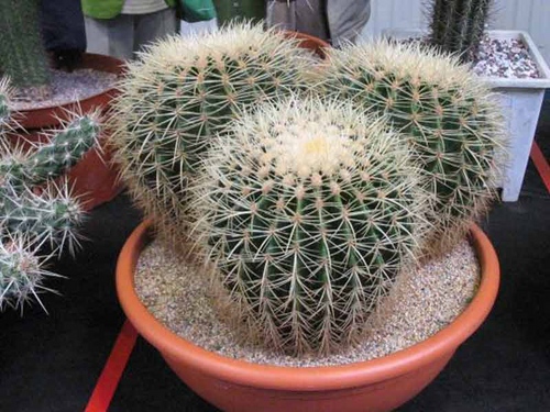 Types de cactus: quels sont les noms des cactus domestiques?
