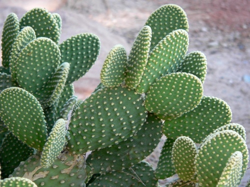 Types de cactus: quels sont les noms des cactus domestiques?