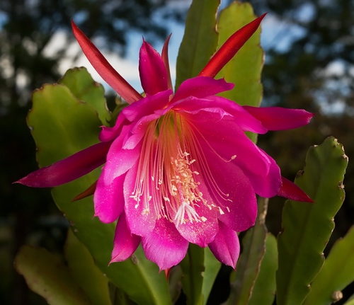 Types de cactus: quels sont les noms des cactus domestiques?