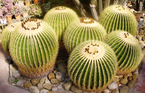 Types de cactus: quels sont les noms des cactus domestiques?