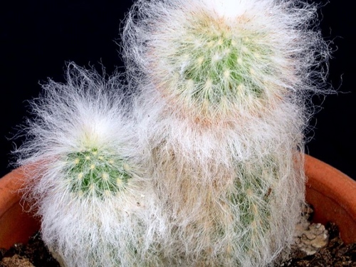 Types de cactus: quels sont les noms des cactus domestiques?