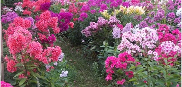 phlox dans le jardin