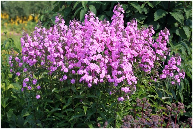 phlox du buisson