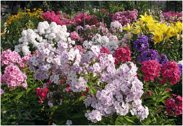 beaucoup de couleurs