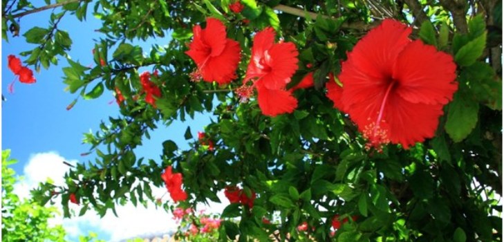 Fleurs d'hibiscus