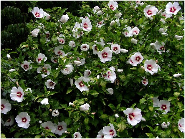 fleurs blanches