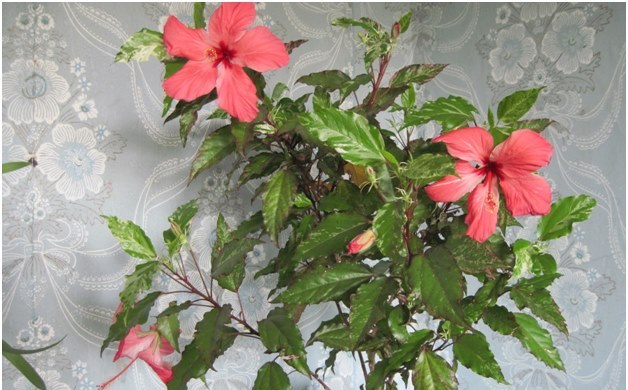 hibiscus dans la maison