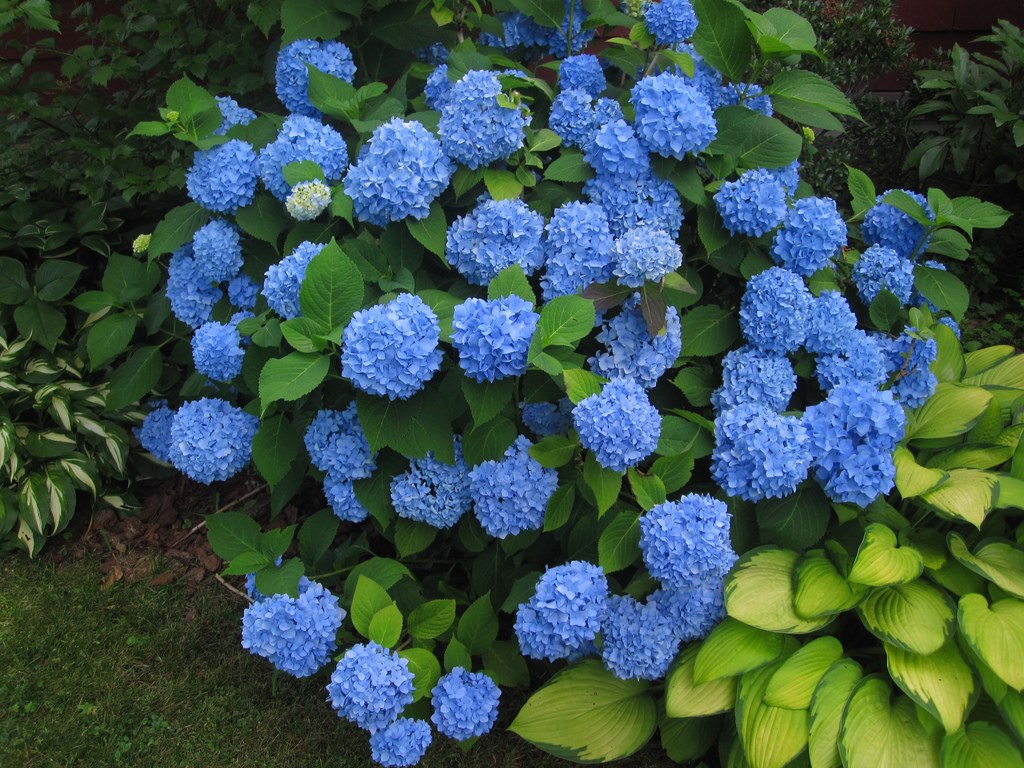 Hortensias en pleine croissance à la maison